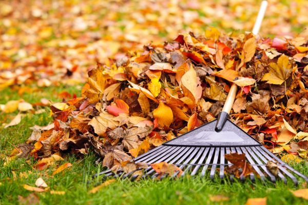 Cost of Leaves Removal in Kirkland