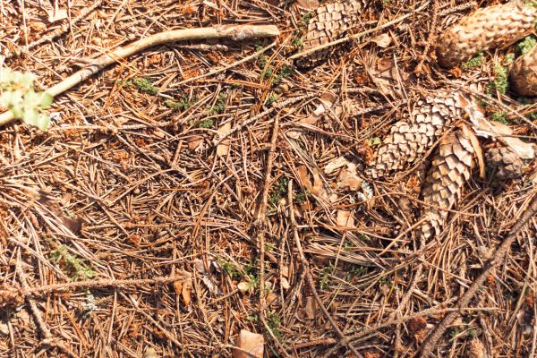 Cost of Pine Needles Removal in Kirkland