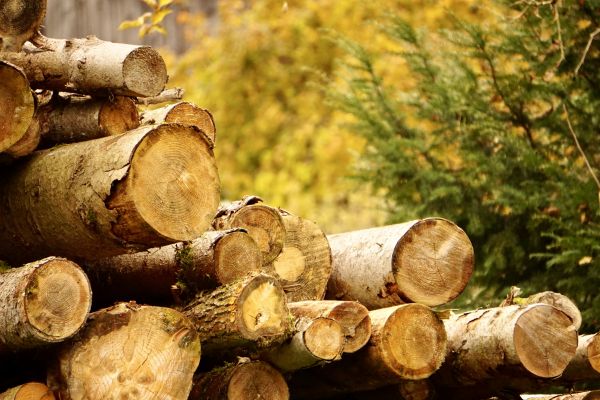 Wood Pile Removal in Kirkland