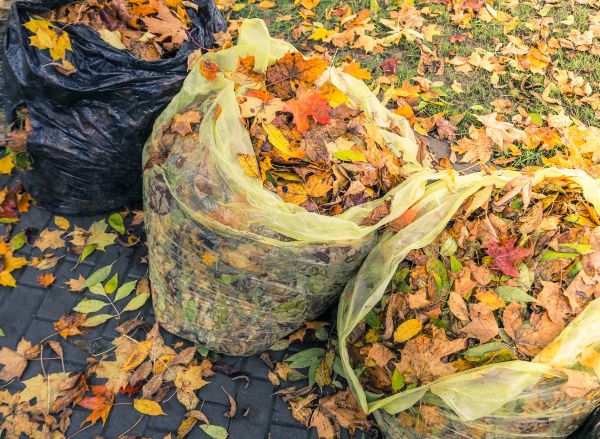 Yard Cleanup Service in Kirkland