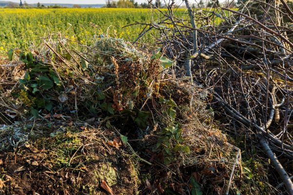 Brush Disposal in Kirkland