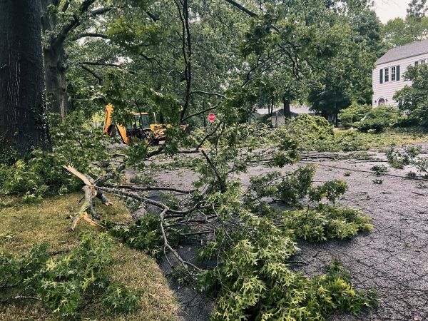 Tree Branch Disposal in Kirkland