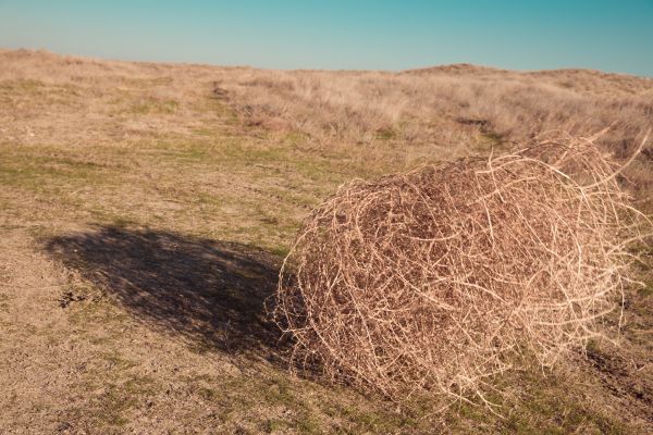 Tumbleweed Removal in Kirkland