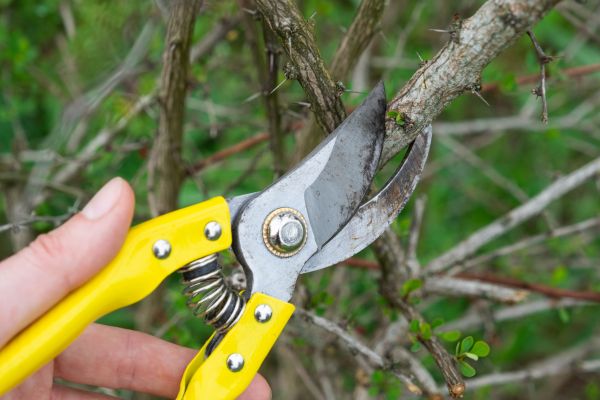 Limbs Removal in Kirkland