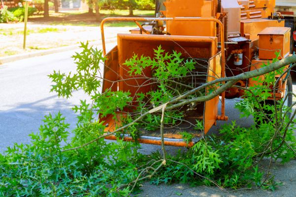Tree Branches Removal in Kirkland