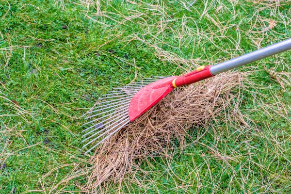 Yard Raking in Kirkland