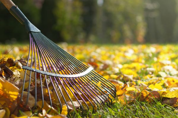Leaf Removal in Kirkland