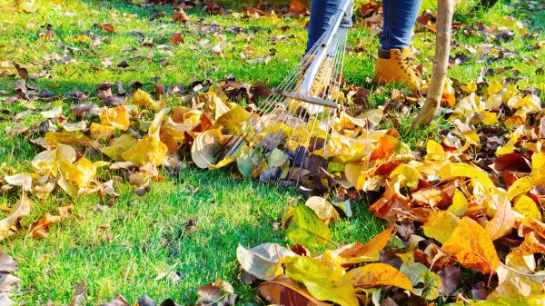 Lawn Cleanup Service in Kirkland
