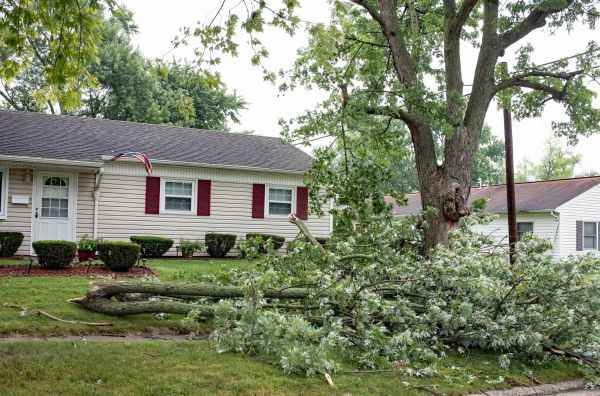 Fallen Branch Removal in Kirkland