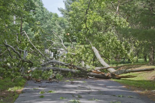 Tree Debris Removal in Kirkland