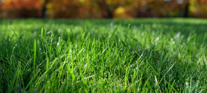 Fall Lawn Clean Up