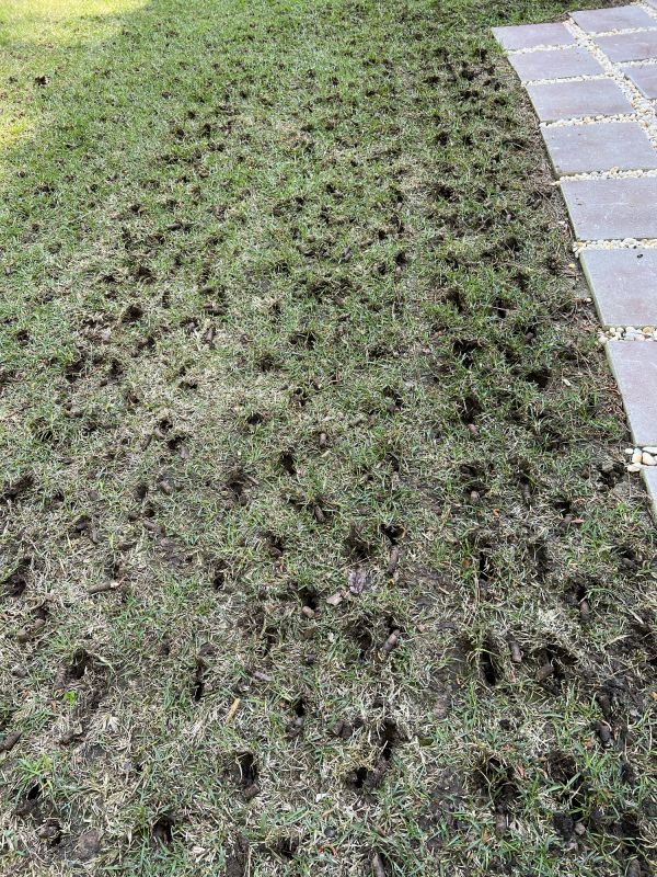 Lawn Aeration Results